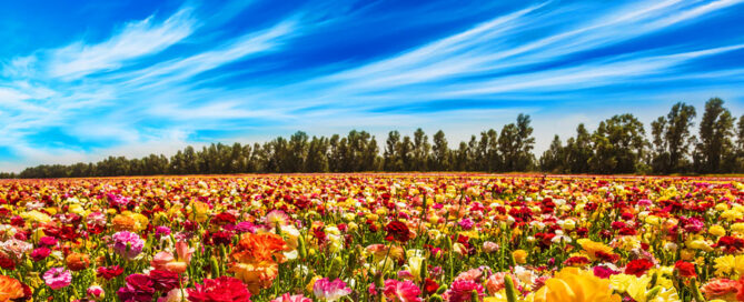 Spring Season 2021 Financial Investment Insights