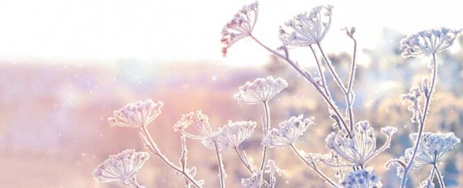 Winter Freeze