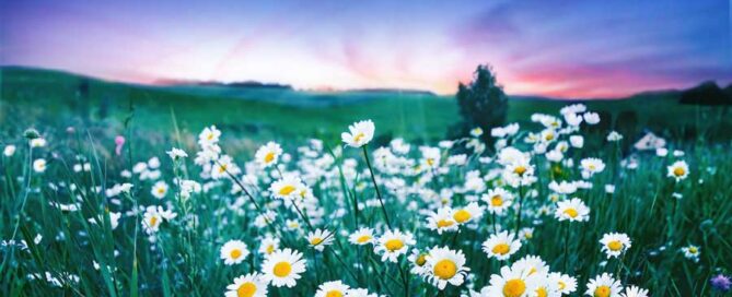 Spring Weather