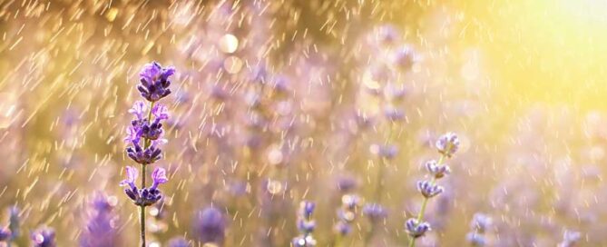 Summer Rain