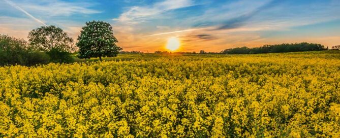 Spring Flowers 2023