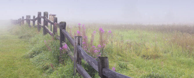 Autumn Fog 2023